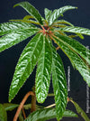 Begonia Luxarians, organically grown tropical begonia plants for sale at TOMs FLOWer CLUB