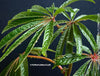 Begonia Luxarians, organically grown tropical begonia plants for sale at TOMs FLOWer CLUB