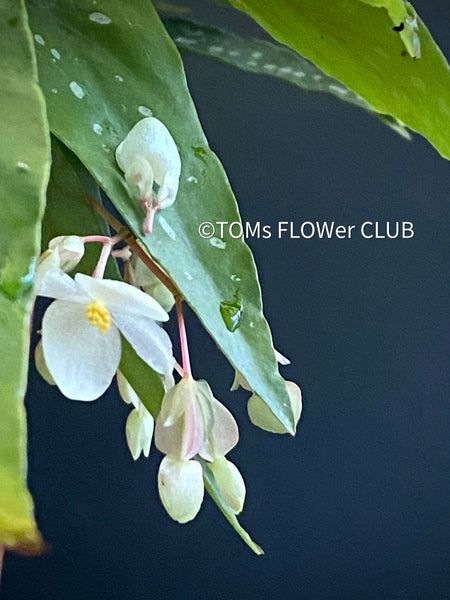 Begonia Maculata Albopicta Polka Dot Begonia Houseplant Rhizomatous Begonia Angel Wing Begonia Foliage Plant Indoor Plant Plant Care White Polka Dots Silver Spots, TOMs FLOWer CLUB