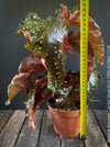 Begonia Maculata Cracklin Rosie, stem forming MAculata begonia, organically grown, plants for sale at TOMs FLOWer CLUB.