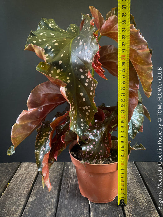 Begonia Maculata Cracklin Rosie, stem forming MAculata begonia, organically grown, plants for sale at TOMs FLOWer CLUB.