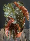 Begonia Maculata Cracklin Rosie, stem forming MAculata begonia, organically grown, plants for sale at TOMs FLOWer CLUB.