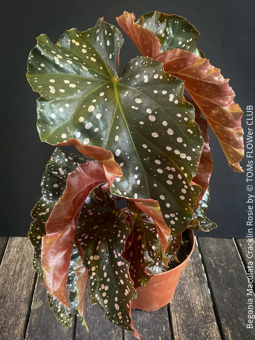 Begonia Maculata Cracklin Rosie, stem forming MAculata begonia, organically grown, plants for sale at TOMs FLOWer CLUB.