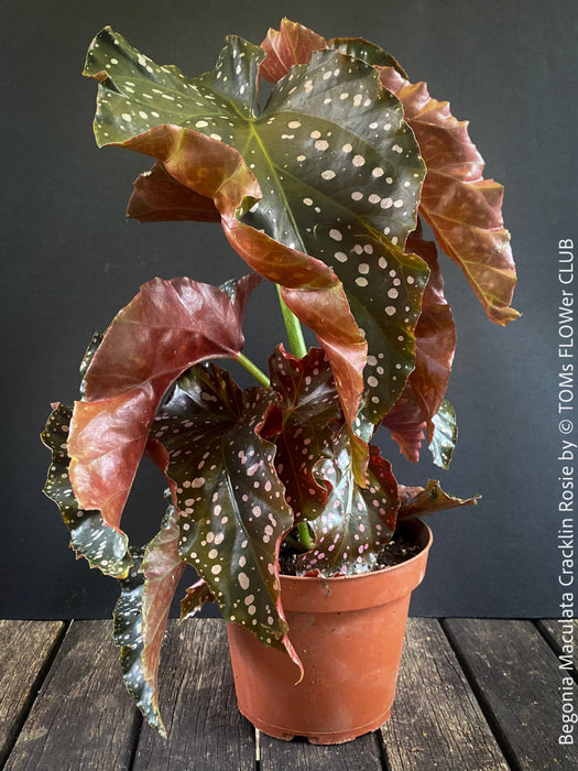 Begonia Maculata Cracklin Rosie, stem forming MAculata begonia, organically grown, plants for sale at TOMs FLOWer CLUB.