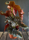 Begonia Maculata Cracklin Rosie, stem forming MAculata begonia, organically grown, plants for sale at TOMs FLOWer CLUB.