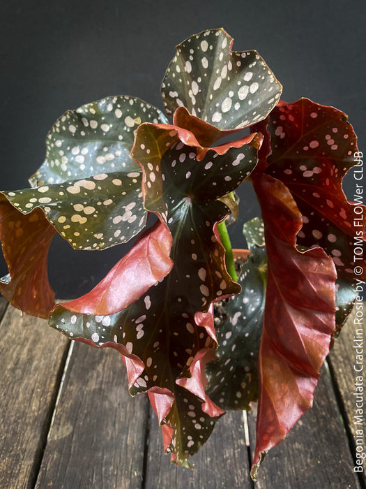 Begonia Maculata Cracklin Rosie, stem forming MAculata begonia, organically grown, plants for sale at TOMs FLOWer CLUB.