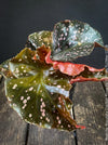 Begonia Maculata Cracklin Rosie, stem forming MAculata begonia, organically grown, plants for sale at TOMs FLOWer CLUB.