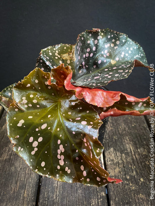 Begonia Maculata Cracklin Rosie, stem forming MAculata begonia, organically grown, plants for sale at TOMs FLOWer CLUB.