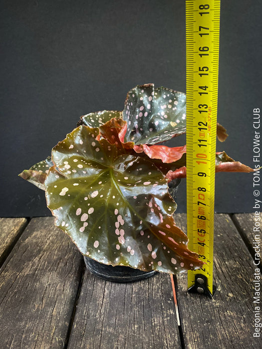 Begonia Maculata Cracklin Rosie, stem forming MAculata begonia, organically grown, plants for sale at TOMs FLOWer CLUB.