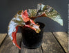 Begonia Maculata Cracklin Rosie, stem forming MAculata begonia, organically grown, plants for sale at TOMs FLOWer CLUB.