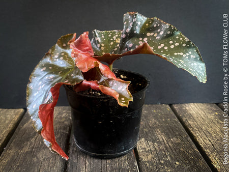 Begonia Maculata Cracklin Rosie, stem forming MAculata begonia, organically grown, plants for sale at TOMs FLOWer CLUB.