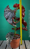 Begonia Maculata Cracklin Rosie, stem forming MAculata begonia, organically grown, plants for sale at TOMs FLOWer CLUB.