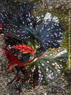 Begonia Maculata Cracklin Rosie, stem forming MAculata begonia, organically grown, plants for sale at TOMs FLOWer CLUB.