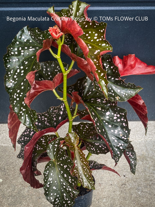 Begonia Maculata Cracklin Rosie