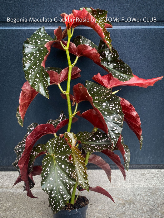 Begonia Maculata Cracklin Rosie