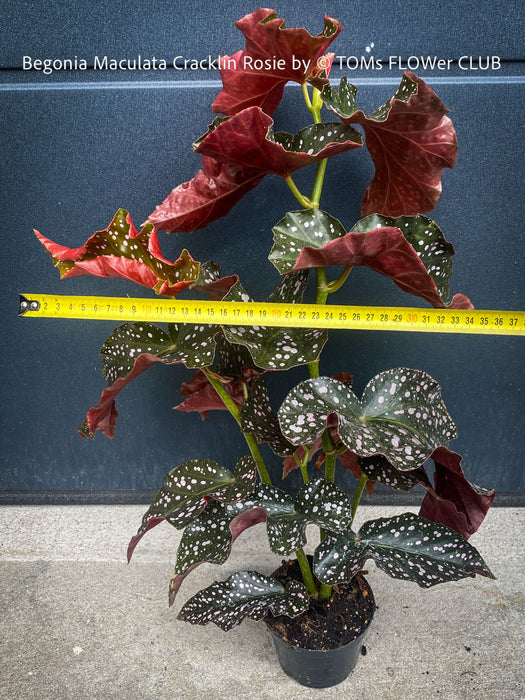 Begonia Maculata Cracklin Rosie