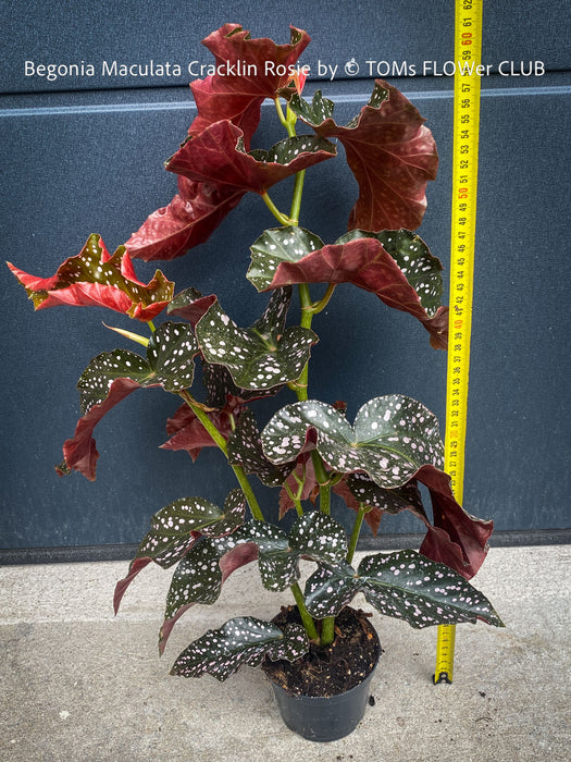 Begonia Maculata Cracklin Rosie