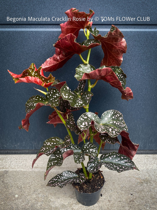 Begonia Maculata Cracklin Rosie