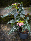 Begonia Maculata Double Dot, organically grown tropical plants for sale at TOMs FLOWer CLUB.