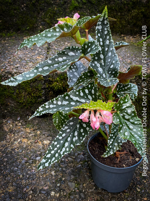 Begonia Maculata Double Dot, organically grown tropical plants for sale at TOMs FLOWer CLUB.
