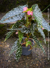 Begonia Maculata Double Dot, organically grown tropical plants for sale at TOMs FLOWer CLUB.