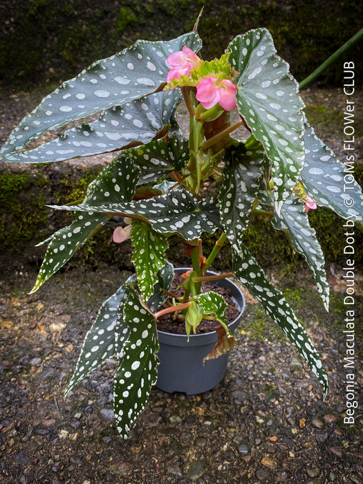 Begonia Maculata Double Dot, organically grown tropical plants for sale at TOMs FLOWer CLUB.