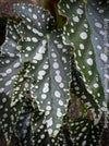 Begonia Maculata Double Dot, organically grown tropical plants for sale at TOMs FLOWer CLUB.