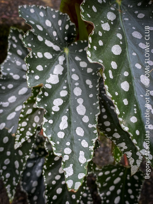 Begonia Maculata Double Dot, organically grown tropical plants for sale at TOMs FLOWer CLUB.