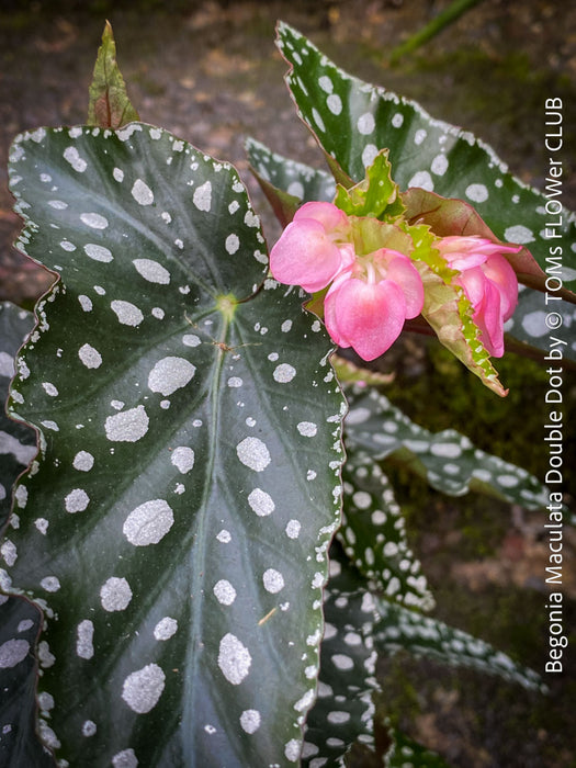 Begonia Maculata Double Dot, organically grown tropical plants for sale at TOMs FLOWer CLUB.