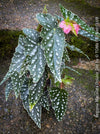 Begonia Maculata Double Dot, organically grown tropical plants for sale at TOMs FLOWer CLUB.