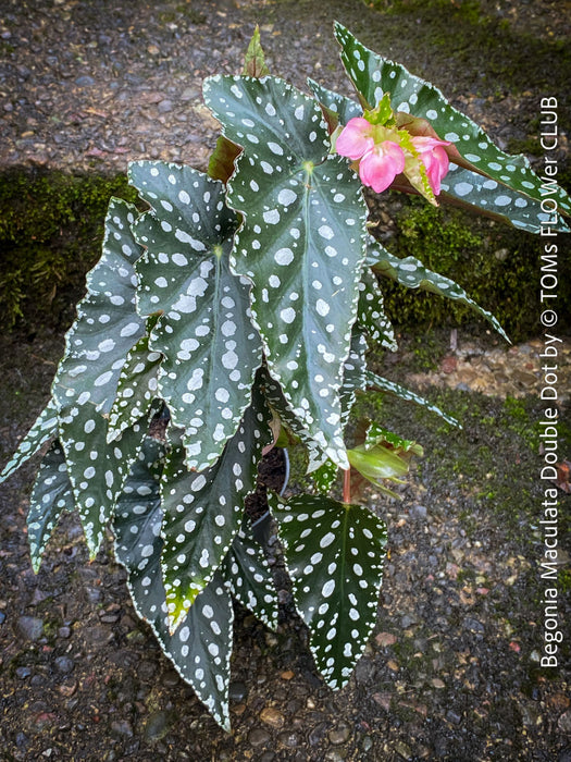 Begonia Maculata Double Dot, organically grown tropical plants for sale at TOMs FLOWer CLUB.