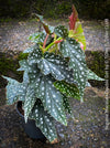 Begonia Maculata Double Dot, organically grown tropical plants for sale at TOMs FLOWer CLUB.