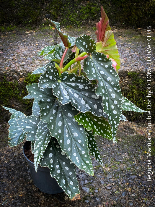 Begonia Maculata Double Dot, organically grown tropical plants for sale at TOMs FLOWer CLUB.