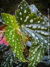 Begonia Maculata Double Dot, organically grown tropical plants for sale at TOMs FLOWer CLUB.