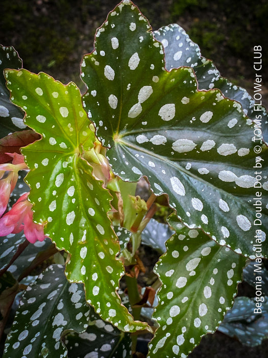 Begonia Maculata Double Dot, organically grown tropical plants for sale at TOMs FLOWer CLUB.