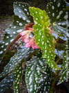 Begonia Maculata Double Dot, organically grown tropical plants for sale at TOMs FLOWer CLUB.