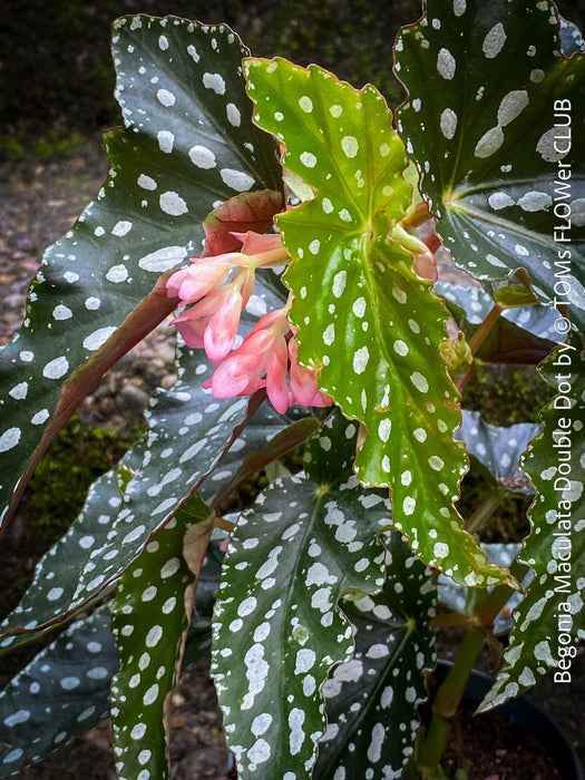 Begonia Maculata Double Dot, organically grown tropical plants for sale at TOMs FLOWer CLUB.