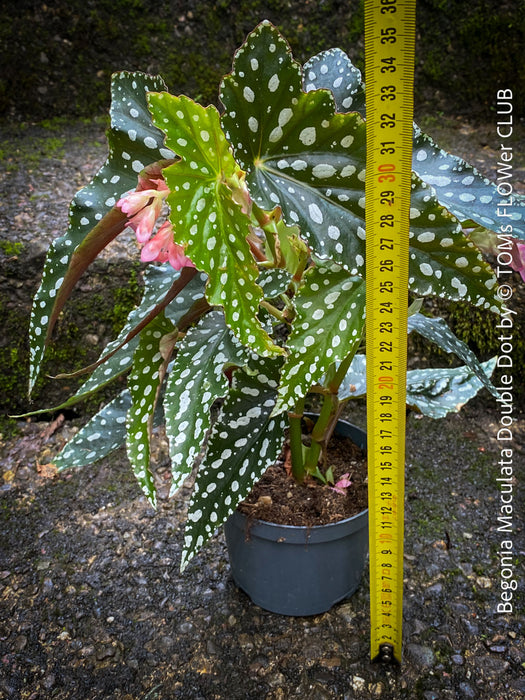 Begonia Maculata Double Dot, organically grown tropical plants for sale at TOMs FLOWer CLUB.