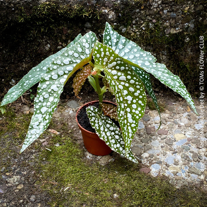 Begonia Maculata Double Dot, organically grown tropical plants for sale at TOMs FLOWer CLUB.