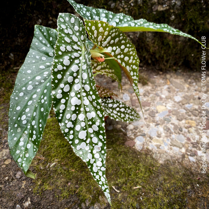 Begonia Maculata Double Dot, organically grown tropical plants for sale at TOMs FLOWer CLUB.