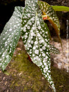 Begonia Maculata Double Dot, organically grown tropical plants for sale at TOMs FLOWer CLUB.