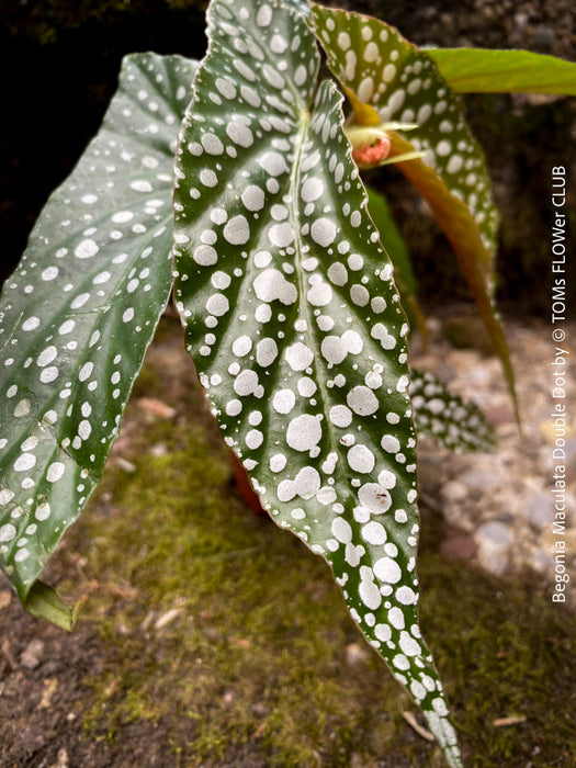 Begonia Maculata Double Dot, organically grown tropical plants for sale at TOMs FLOWer CLUB.