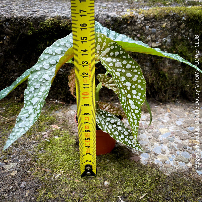 Begonia Maculata Double Dot, organically grown tropical plants for sale at TOMs FLOWer CLUB.