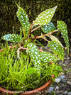 Begonia Maculata Double Dot, dwarf begonia, for terrarium, in a clay pot, organically grown tropical plants for sale at TOMs FLOWer CLUB.