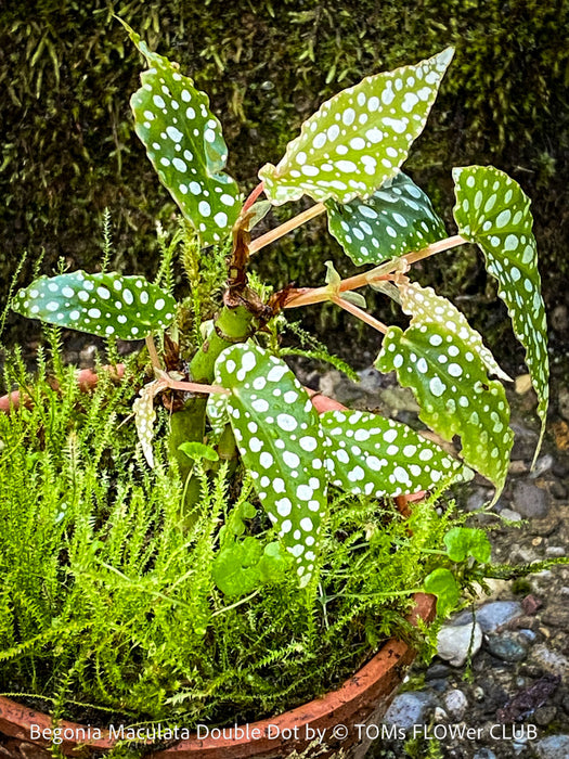 Begonia Maculata Double Dot, dwarf begonia, for terrarium, in a clay pot, organically grown tropical plants for sale at TOMs FLOWer CLUB.
