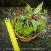 Begonia Maculata Double Dot, dwarf begonia, for terrarium, in a clay pot, organically grown tropical plants for sale at TOMs FLOWer CLUB.