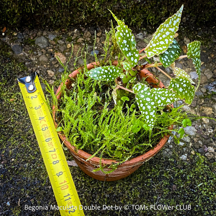 Begonia Maculata Double Dot, dwarf begonia, for terrarium, in a clay pot, organically grown tropical plants for sale at TOMs FLOWer CLUB.
