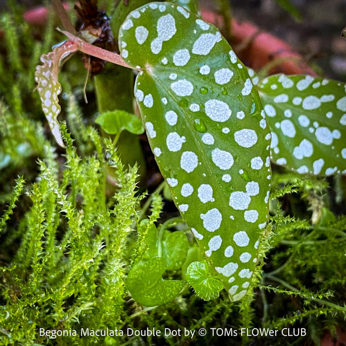 Begonia Maculata Double Dot, dwarf begonia, for terrarium, in a clay pot, organically grown tropical plants for sale at TOMs FLOWer CLUB.
