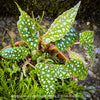 Begonia Maculata Double Dot, dwarf begonia, for terrarium, in a clay pot, organically grown tropical plants for sale at TOMs FLOWer CLUB.