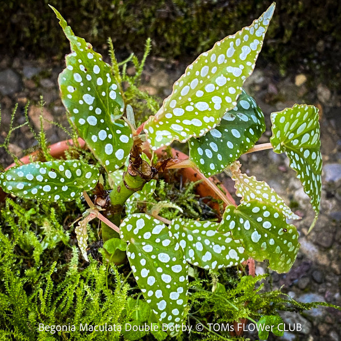 Begonia Maculata Double Dot, dwarf begonia, for terrarium, in a clay pot, organically grown tropical plants for sale at TOMs FLOWer CLUB.
